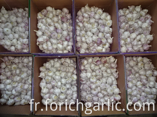 Crop 2019 Of Normal Garlic